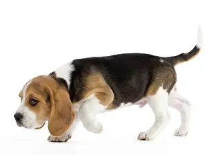 Sniff: Dog - Beagle puppy