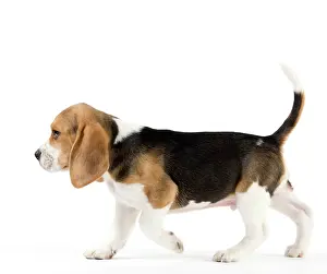 Sniff: Dog - Beagle puppy