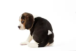 Scared: Dog - Beagle puppy