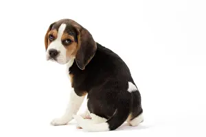 Beaten: Dog - Beagle puppy