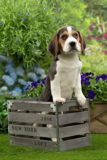 Crate: Dog - Beagle puppy