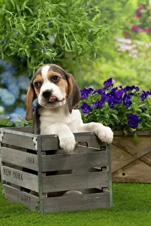 Crate: Dog - Beagle puppy