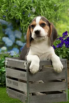 Crate: Dog - Beagle puppy