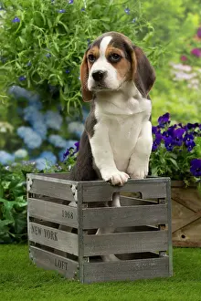 Crate: Dog - Beagle puppy