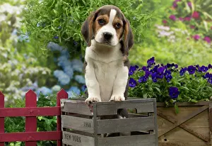 Crate: Dog - Beagle puppy