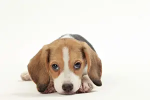 Helpless: Dog