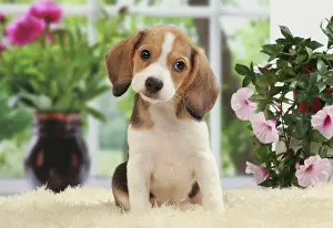 Cocked: Dog