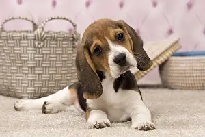Cocked: Dog Beagle puppy