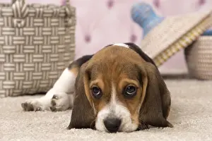 Guilty: Dog Beagle puppy