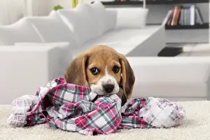 Chewing: Dog Beagle puppy