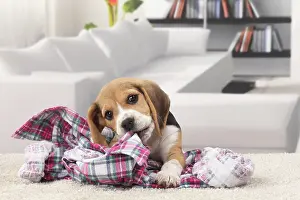 Chewing: Dog Beagle puppy