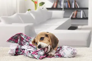 Chewing: Dog Beagle puppy