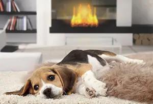 Mournful: Dog Beagle puppy