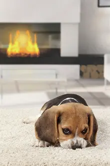 Mournful: Dog Beagle puppy