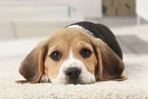 Mournful: Dog Beagle puppy