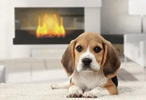 Mournful: Dog Beagle puppy