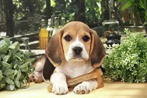 Beagles: Dog Beagle puppy