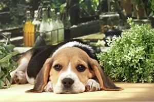 Beagles: Dog Beagle puppy