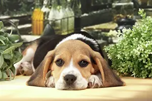 Beagles: Dog Beagle puppy