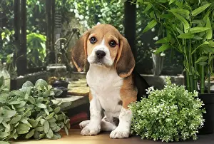 Beagles: Dog Beagle puppy