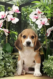 Beagles: Dog Beagle puppy