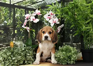 Beagles: Dog Beagle puppy