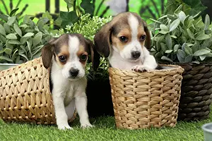 Beagles: Dog Beagle puppy