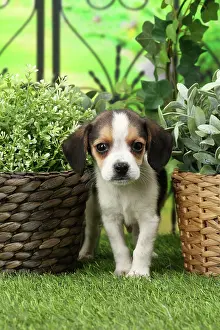 Beagles: Dog Beagle puppy