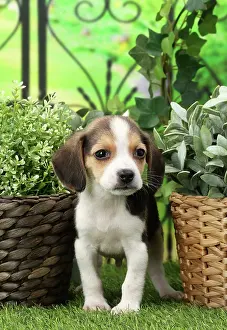 Beagles: Dog Beagle puppy