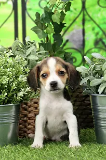 Beagles: Dog Beagle puppy