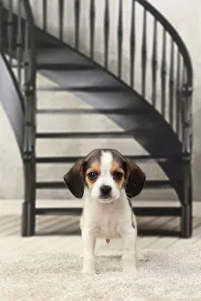 Stairway: Dog Beagle puppy