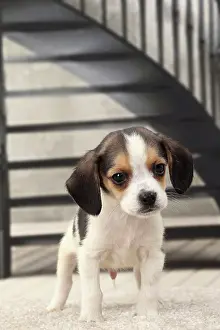 Beagles: Dog Beagle puppy