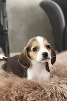 Beagles: Dog Beagle puppy