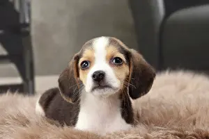Beagles: Dog Beagle puppy