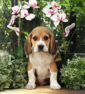 Beagles: Dog Beagle puppy