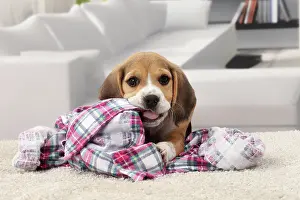 Chewing: Dog Beagle puppy