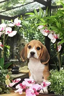 Beagles: Dog Beagle puppy