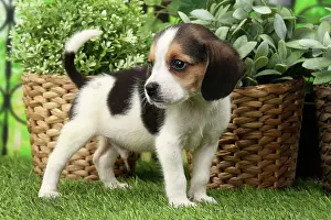 Beagles: Dog Beagle puppy