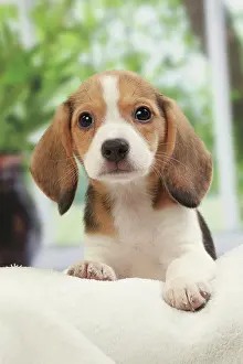 Beagles: Dog