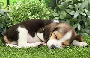 Beagles: Dog Beagle puppy asleep
