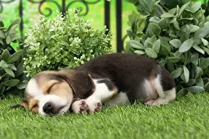 Beagles: Dog Beagle puppy asleep