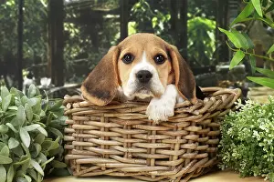 Beagles: Dog Beagle puppy in a basket