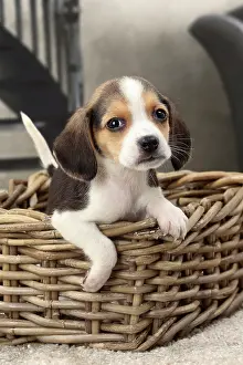 Beagles: Dog Beagle puppy in a basket