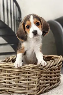 Beagles: Dog Beagle puppy in a basket