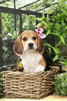 Baskets: Dog Beagle puppy in a basket