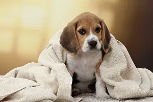 Beagles: Dog Beagle puppy blanket towel