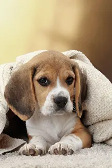 Beagles: Dog Beagle puppy blanket towel