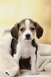 Beagles: Dog Beagle puppy blanket towel