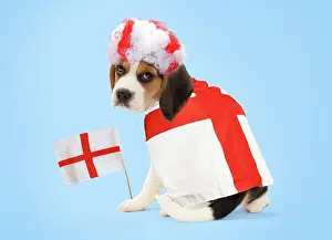 Fans: Dog - Beagle puppy with england flags & wig Digital