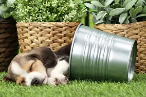 Beagles: Dog Beagle puppy in flower pot asleep